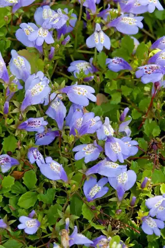 Intratuin Mazus (mazus reptans 'blue') d 9 h 20 cm aanbieding