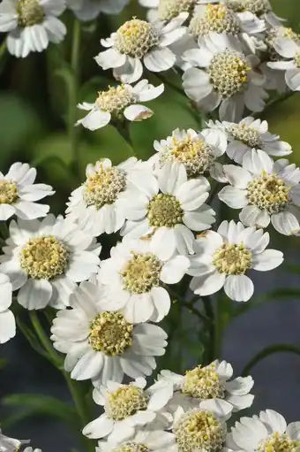 Intratuin Sneeuwbal plantje (achillea ptarmica) d 9 h 10 cm aanbieding