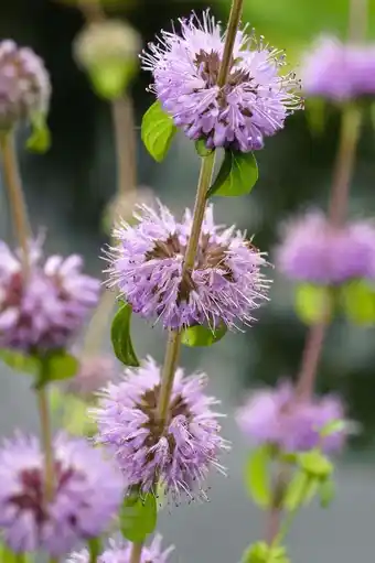 Intratuin Dwergwatermunt (mentha pulegium) d 9 h 20 cm aanbieding