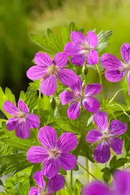 Intratuin Geranium (geranium palustis d 9 cm) d 9 h 20 cm aanbieding