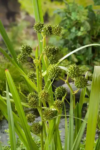 Intratuin Grote egelskop (sparganium erectum) d 9 h 20 cm aanbieding