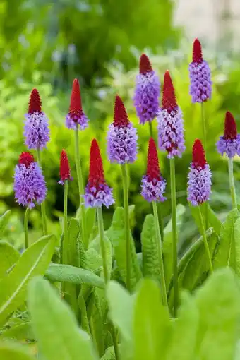 Intratuin Orchideeënprimula (primula vialii) d 9 h 20 cm aanbieding