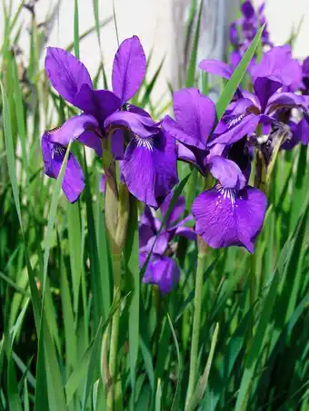 Intratuin Siberische blauwe iris (iris sibirica) d 9 h 20 cm aanbieding