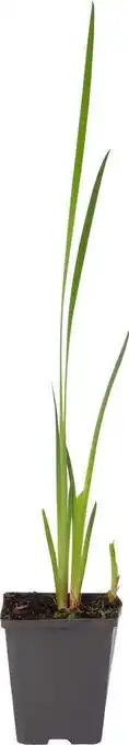 Intratuin Gele lis (iris pseudacorus) d 9 h 20 cm aanbieding