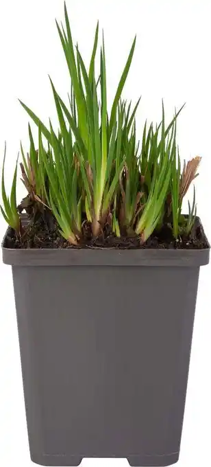 Intratuin Dwergrus (juncus ensifolius) d 9 h 20 cm aanbieding
