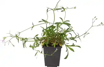 Intratuin Echte koekoeksbloem (lychnis flos-cuculi) d 9 h 20 cm aanbieding