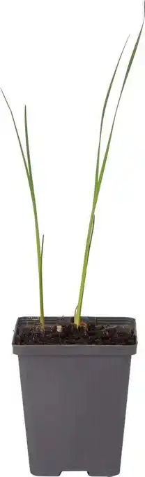 Intratuin Kleine lisdodde (typha angustifolia) d 9 h 20 cm aanbieding