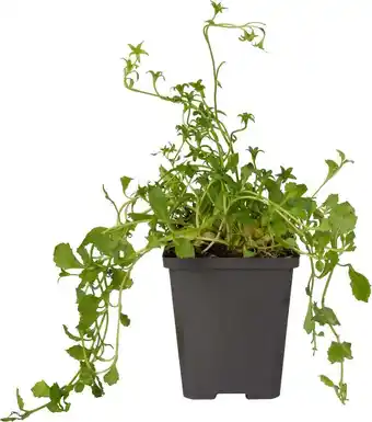 Intratuin Mazus (mazus reptans 'alba') d 9 h 20 cm aanbieding