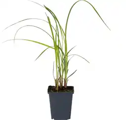 Intratuin Oeverzegge (carex riparia) aanbieding