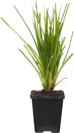 Intratuin Parapluplant (cyperus alternifolius) d 9 h 20 cm aanbieding