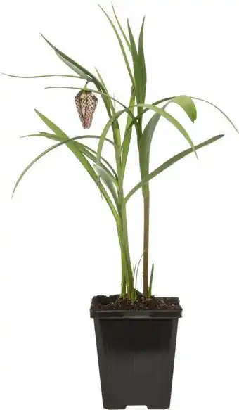 Intratuin Kievitsbloem (fritillaria meleagris) d 9 h 30 cm aanbieding