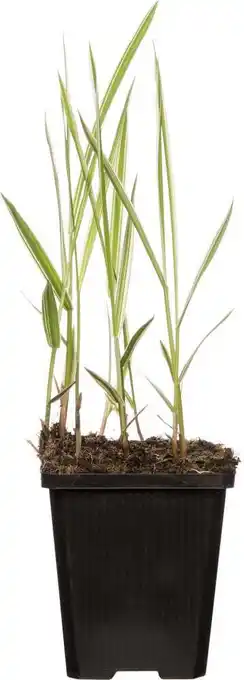 Intratuin Kanariegras (phalaris arundinacea 'picta') d 9 h 20 cm aanbieding