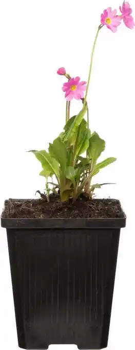 Intratuin Sleutelbloem (primula rosea) d 9 h 20 cm aanbieding
