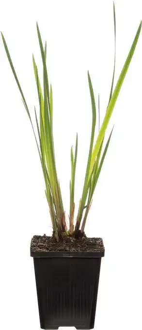 Intratuin Lis (iris setosa) d 9 h 20 cm aanbieding