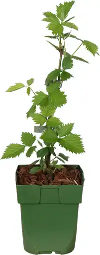 Intratuin Biologische braam (rubus fruticosus 'navaho big and early') d 13 h 40 cm aanbieding