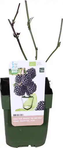 Intratuin Biologische braam (rubus fruticosus 'navaho big and early') d 13 h 40 cm aanbieding