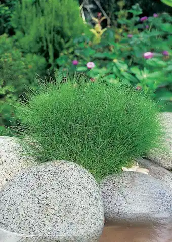 Intratuin Naaldwaterbies (eleocharis acicularis) d 9 h 20 cm aanbieding