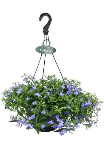 Intratuin Lobelia in hangpot (lobelia erinus) d 23 h 40 cm aanbieding