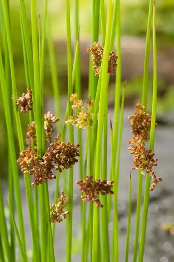 Intratuin Pitrus (juncus effusus) d 9 h 20 cm aanbieding