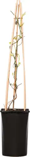 Intratuin Duitse pijp (aristolochia durior 'macrophylla') d 16 h 75 cm aanbieding