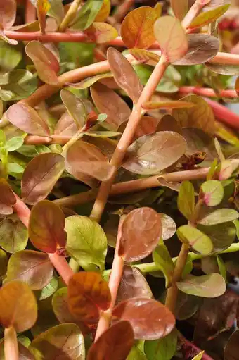 Intratuin Rotala (rotala indica) d 18 h 30 cm aanbieding