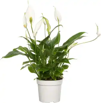Intratuin Lepelplant (spathiphyllum 'bellini') d 13 h 40 cm aanbieding