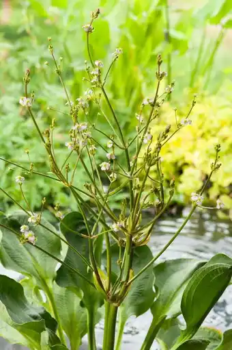 Intratuin Waterweegbree (alisma parviflora) aanbieding