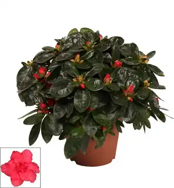 Intratuin Rhododendron (rhododendron luxe) rood d 12 h 30 cm aanbieding