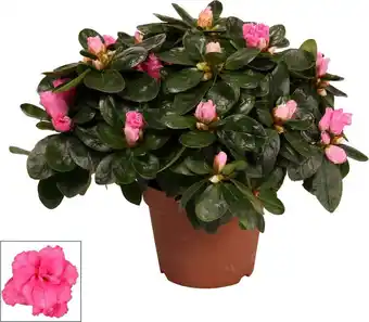 Intratuin Rhododendron (rhododendron luxe) roze d 12 h 30 cm aanbieding