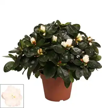 Intratuin Rhododendron (rhododendron luxe) wit d 12 h 30 cm aanbieding