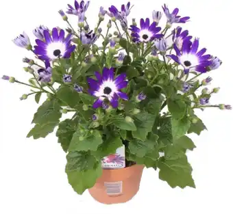 Intratuin Kruiskruid (senecio 'senetti blue bicolor') d 15 h 30 cm aanbieding