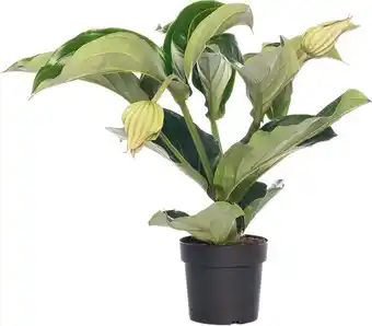 Intratuin Medinilla (medinilla magnifica) d 17 h 60 cm aanbieding