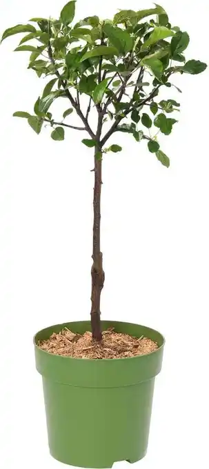 Intratuin Biologische appelboom (malus domestica 'golden delicious') d 23 h 80 cm aanbieding