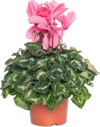 Intratuin Cyclaam (grootbloemige cyclamen) d 13 h 30 cm aanbieding
