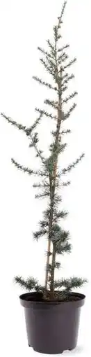 Intratuin Blauwe ceder (cedrus libani 'glauca') d 23 h 100 cm aanbieding
