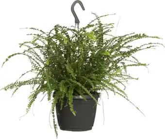 Intratuin Krulvaren (nephrolepis 'duffi') d 17 h 35 cm aanbieding