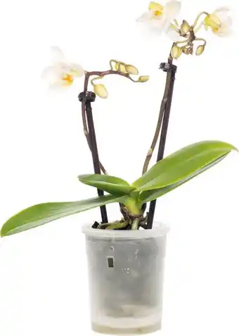 Intratuin Vlinderorchidee (phalaenopsis 'little lady') d 6 h 18 cm aanbieding
