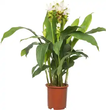 Intratuin Curcuma (curcuma 'stardust') d 15 h 60 cm aanbieding