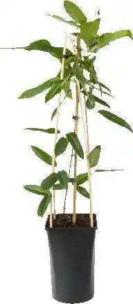 Intratuin Bosrank (clematis armandii) d 16 h 75 cm aanbieding