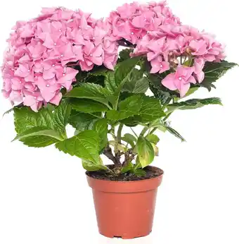 Intratuin Hortensia (hydrangea macrophylla) roze d 10 h 20 cm aanbieding