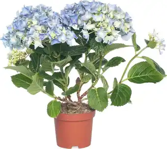 Intratuin Hortensia (hydrangea macrophylla) blauw d 10 h 20 cm aanbieding