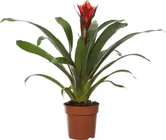 Intratuin Guzmania (guzmania 'happyness') d 12 h 45 cm aanbieding