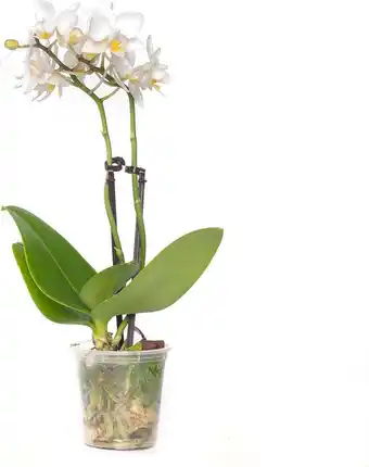 Intratuin Vlinderorchidee (phalaenopsis 'little lady') wit d 6 h 18 cm aanbieding