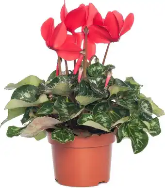 Intratuin Cyclaam (cyclamen) grootbloemig rood d 13 cm aanbieding