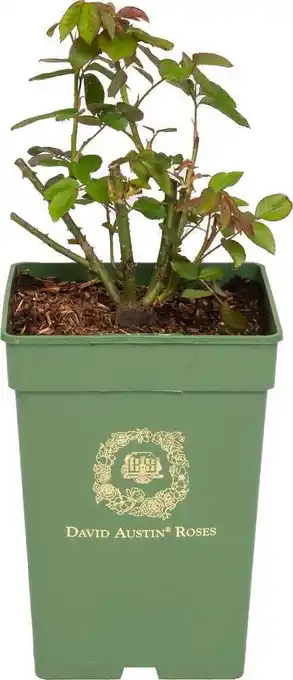 Intratuin Roos (rosa 'darcey bussell®') d 24 h 40 cm aanbieding