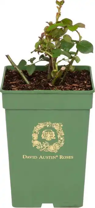 Intratuin Roos (rosa 'gentle hermione®') d 24 h 40 cm aanbieding
