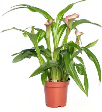 Intratuin Aronskelk (zantedeschia 'garnet glow hotpink') d 11 h 30 cm aanbieding