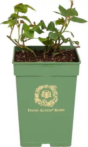 Intratuin Roos (rosa 'roald dahl®') d 24 h 40 cm aanbieding