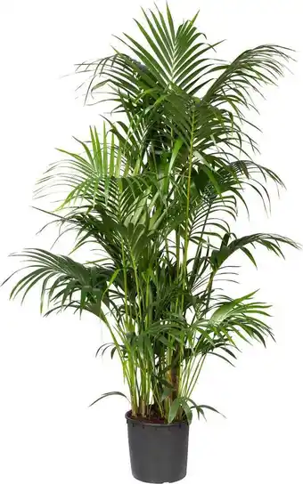 Intratuin Kentiapalm (howea forsteriana) d 34 h 200 cm aanbieding