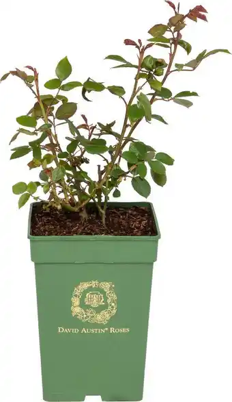 Intratuin Roos (david austin rosa 'desdemona®') d 24 h 40 cm aanbieding